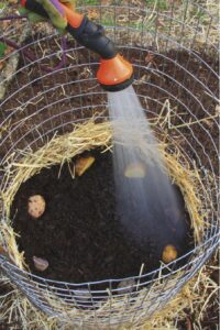 Potato tower watering