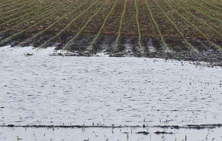 Flooded field