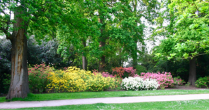 flowers under shade trees