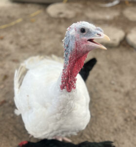 Turkey