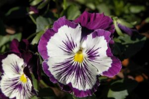 one pansy flower