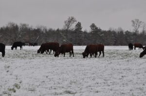 cattle in snowy field